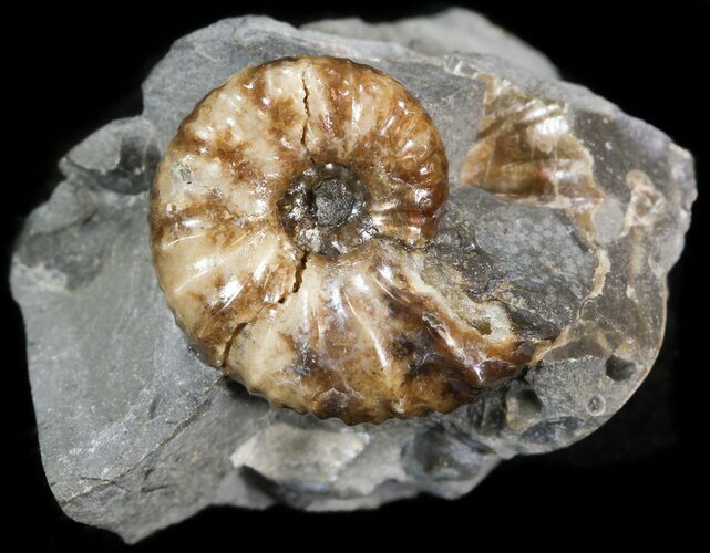 Hoploscaphites Brevis Ammonite - #44053